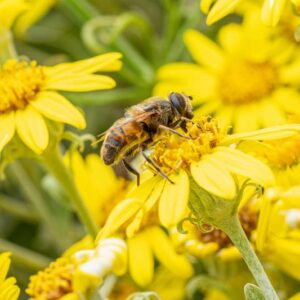 bee, honeybee, native bee, bees, honeybees