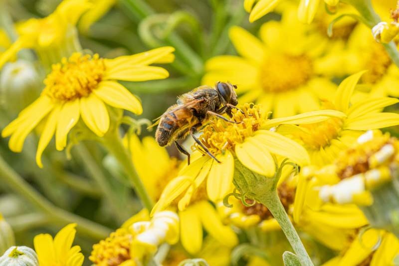 bee, honeybee, native bee, bees, honeybees