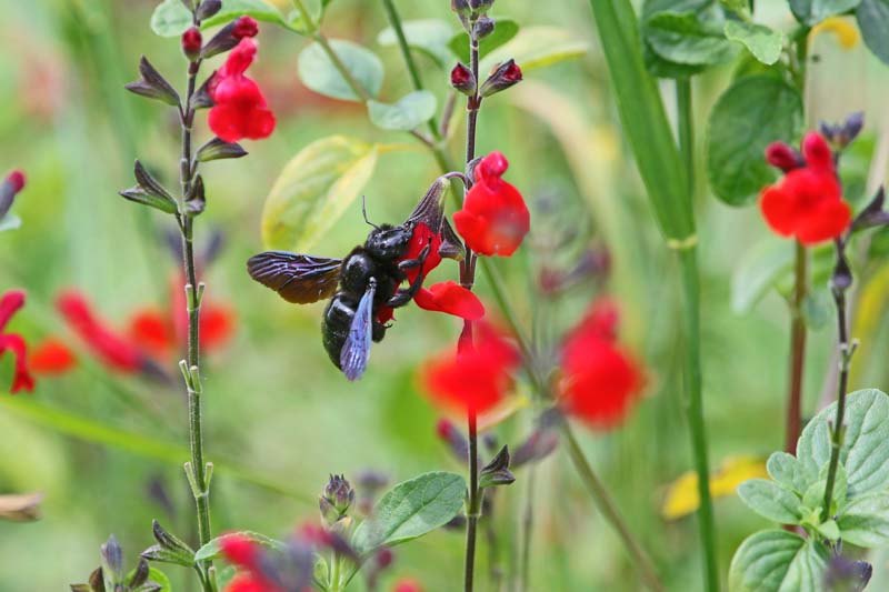 Carpenter bee, Sage, Salvia