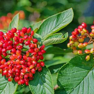 Viburnum lantana, wayfaring tree, cotton tree, coven tree, lithy tree, mealy tree, the cottoner, twistwood