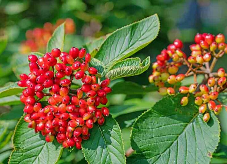 Viburnum lantana, wayfaring tree, cotton tree, coven tree, lithy tree, mealy tree, the cottoner, twistwood