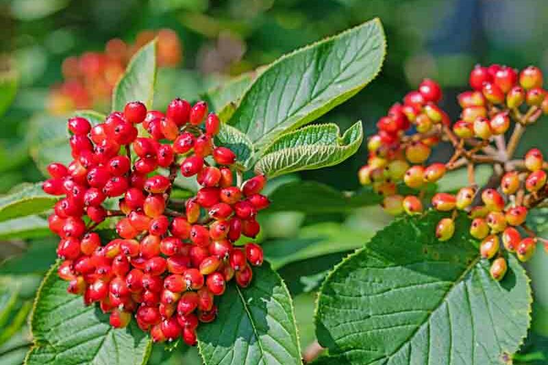 Viburnum lantana, wayfaring tree, cotton tree, coven tree, lithy tree, mealy tree, the cottoner, twistwood