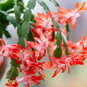Thanksgiving cactus, Schlumbergera