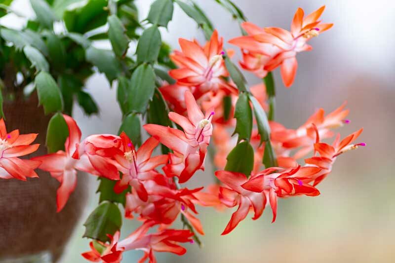 Thanksgiving cactus, Schlumbergera