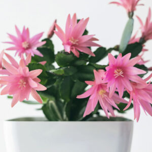 Easter cactus, Rhipsalidopsis gaertneri