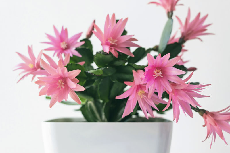 Easter cactus, Rhipsalidopsis gaertneri