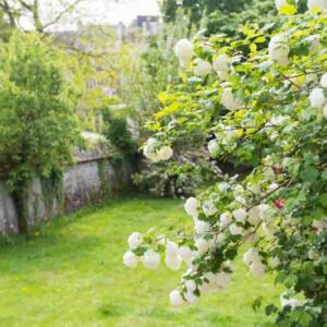 Viburnum Opulus, Snowball Viburnum