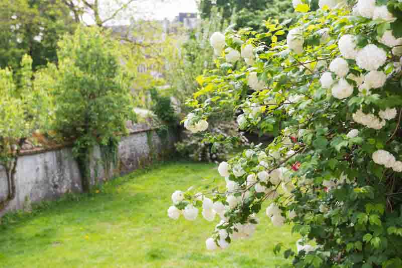 Viburnum Opulus, Snowball Viburnum