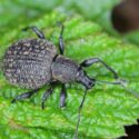 Root Weevil, Otiorhynchus