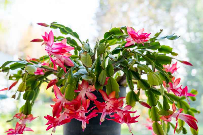 Christmas cactus, Schlumbergera