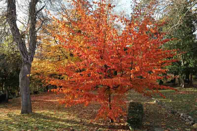 Parrotia persica, Persian Ironwood