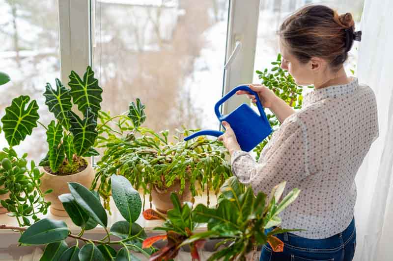 Christmas cactus care, Schlumbergera care