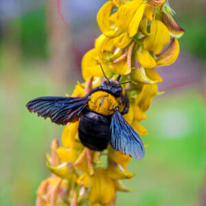 Carpenter Bee, Carpenter BeeS