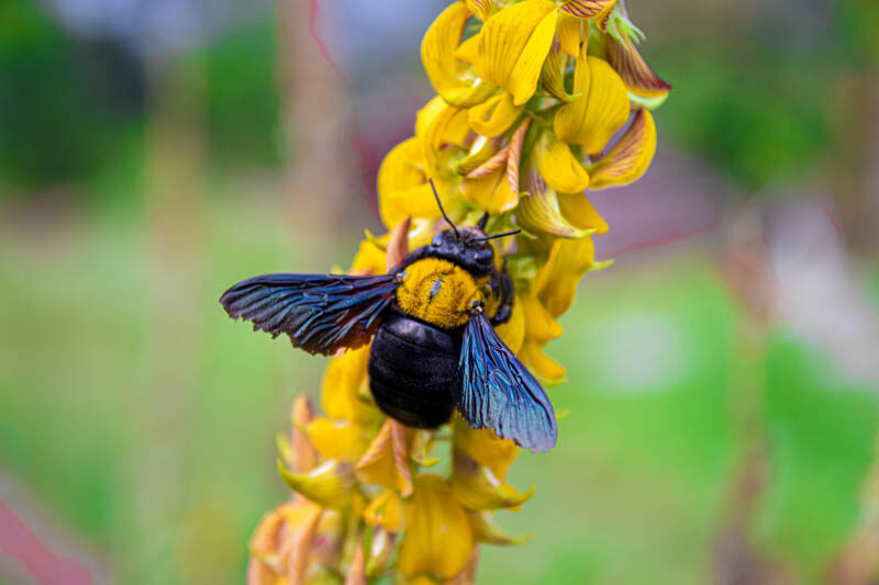 Carpenter Bees