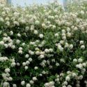 Compactum Tree Viburnum opulus 'Compactum' (European Cranberrybush)