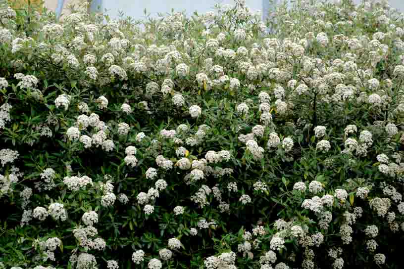 Viburnum Pragense (Kalina pražská, Kaliny Pražské) Viburnum Pragense