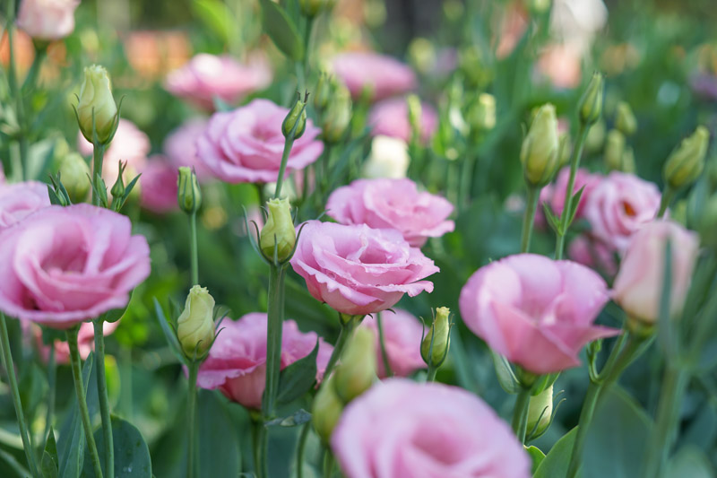 Eustoma grandiflorum, showy prairie gentian, prairie gentian, Texas bluebells, Texas bluebell, bluebell, Lisianthus