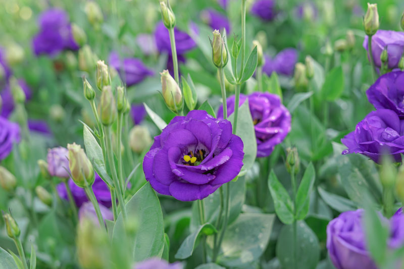 Eustoma grandiflorum, showy prairie gentian, prairie gentian, Texas bluebells, Texas bluebell, bluebell, Lisianthus