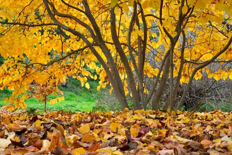 Parrotia persica, Persian Ironwood