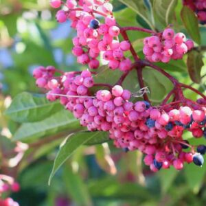 Viburnum nudum, possumhaw virburnum, Pink Berries