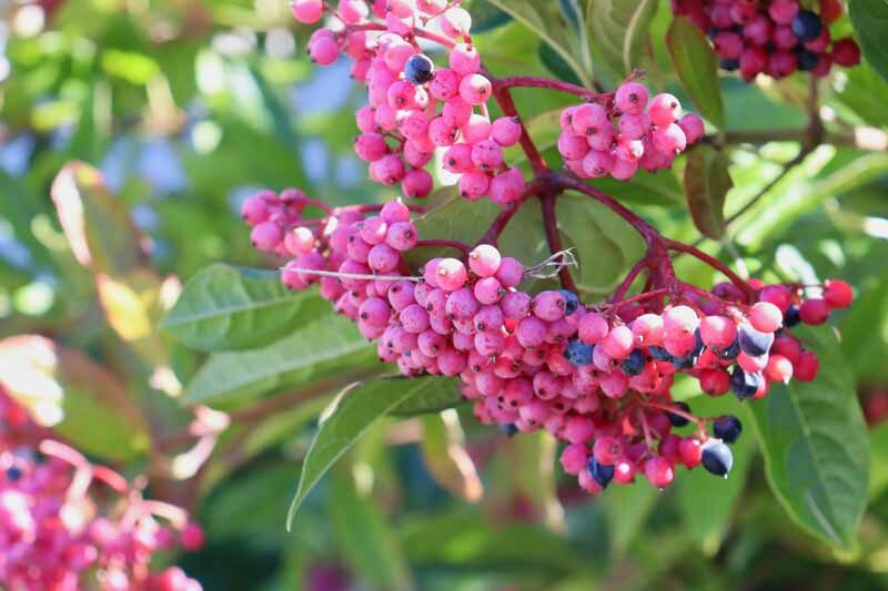 Viburnum nudum, possumhaw virburnum, Pink Berries