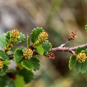 Dwarf Birch, Swamp Birch, Betula nana