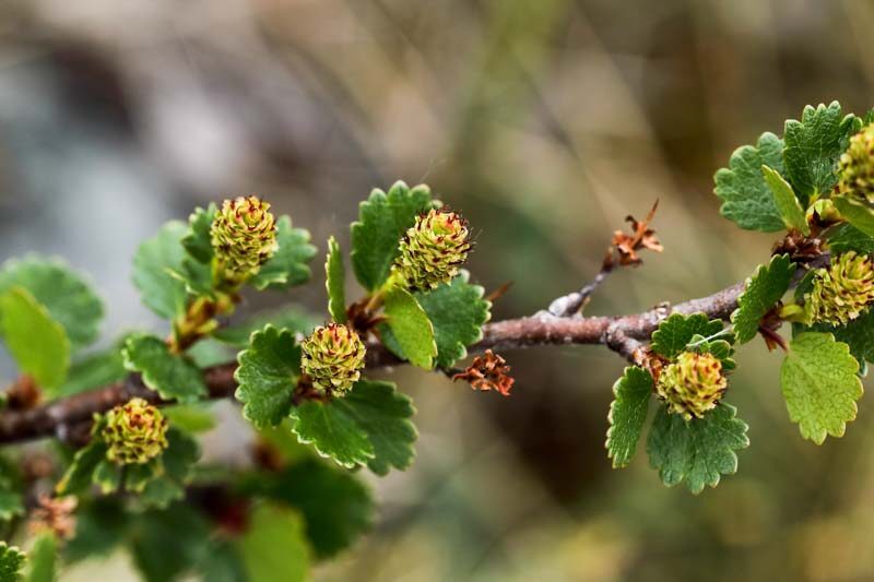 Dwarf Birch, Swamp Birch, Betula nana