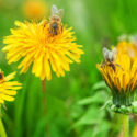 Bees, Dandelion, Bee