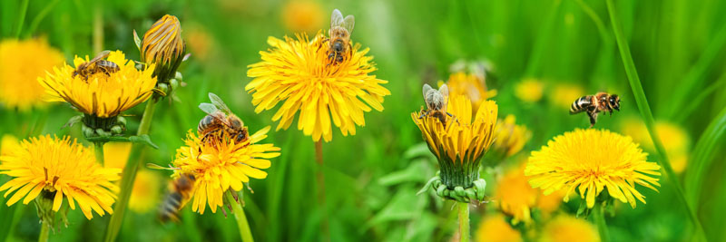 Bees, Dandelion, Bee