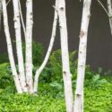 Betula Utilis Jacquemonti, Birch Tree, Himalayan Birch