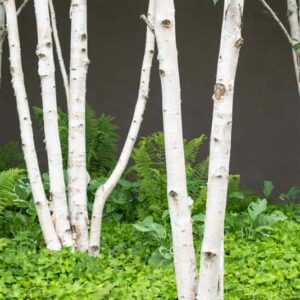 Betula Utilis Jacquemonti, Birch Tree, Himalayan Birch