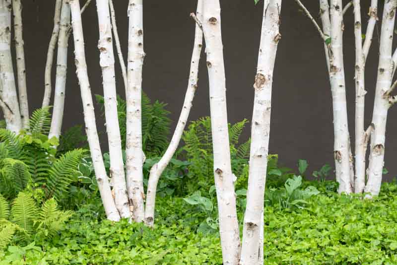 Betula Utilis Jacquemonti, Birch Tree, Himalayan Birch