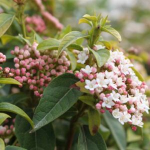 Viburnum Tinus Spring Bouquet, Laurustinus Spring Bouquet, Evergreen Shrub,