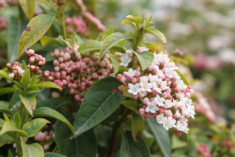 Viburnum Tinus Spring Bouquet, Laurustinus Spring Bouquet, Evergreen Shrub,