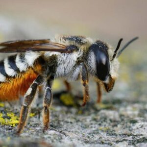 leafcutter bee, leafcutter bees