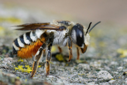 leafcutter bee, leafcutter bees