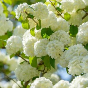 Viburnum plicatum, Japanese Snowball