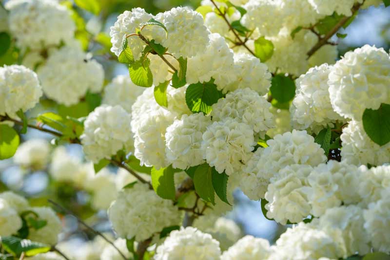 Viburnum plicatum, Japanese Snowball