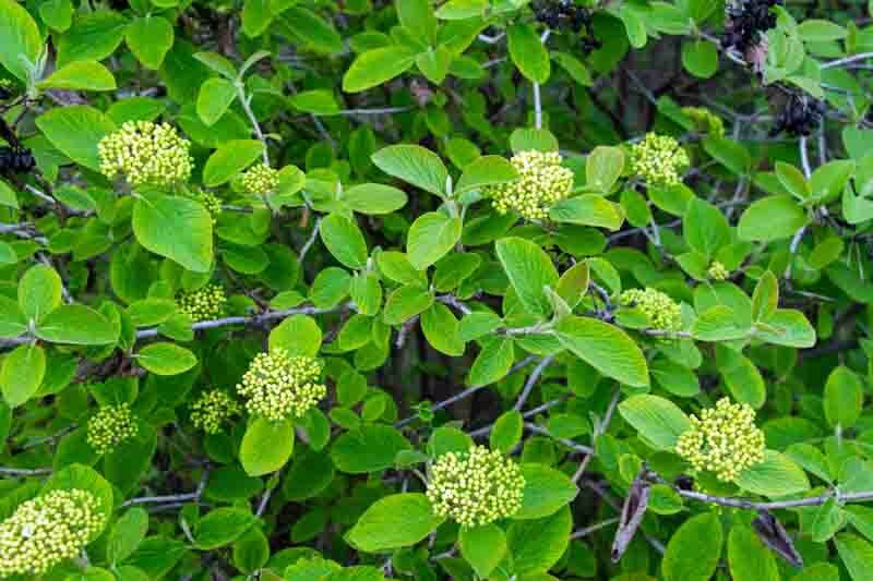 Viburnum lantana, wayfaring tree, cotton tree, coven tree, lithy tree, mealy tree, the cottoner, twistwood