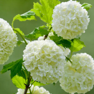 Viburnum macrocephalum , Chinese Snowball Viburnum