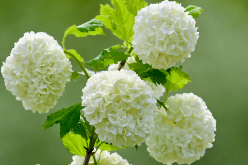 Viburnum macrocephalum , Chinese Snowball Viburnum