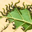 Birch Sawfly