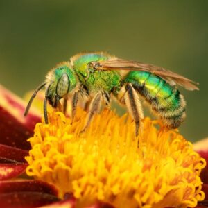 sweat bee, sweat bees