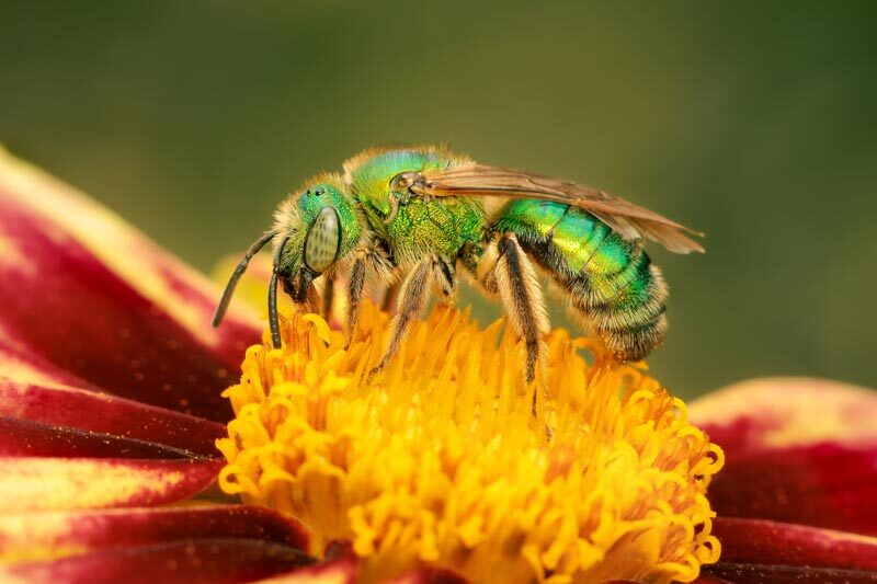 sweat bee, sweat bees