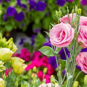 Eustoma grandiflorum, showy prairie gentian, prairie gentian, Texas bluebells, Texas bluebell, bluebell, Lisianthus