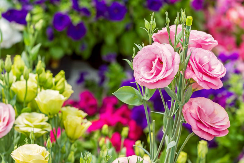 Lisianthus, Eustome à grandes fleurs, Eustome de Russel, Gentiane des  prairies, Eustoma grandiflorum : planter, cultiver, multiplier