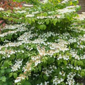 Viburnum plicatum tomentosum Mariesii, Mariesii Doublefile Viburnum