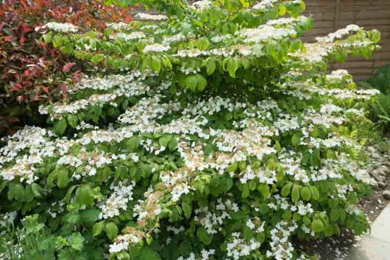 Viburnum plicatum tomentosum Mariesii, Mariesii Doublefile Viburnum