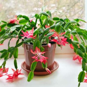 Christmas cactus, Schlumbergera