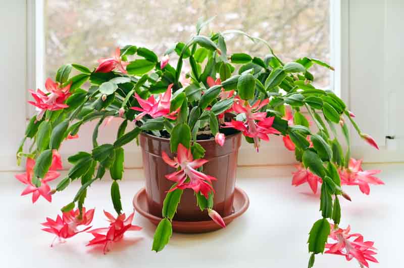 Christmas cactus, Schlumbergera